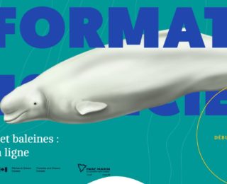 Formation « Naviguer dans l’habitat des baleines »